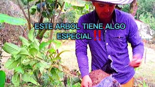 🏝REFORESTAR MANANTIALES CON ESTA PLANTA ES IMPORTANTE 😲