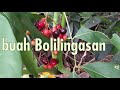 buah Bolilingasan @AwanPermata-507