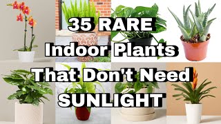 35+ Rare Indoor Plants That Don't Need Sunlight | Low Light Indoor Plants | NO SUN Indoor Plants