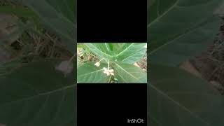 ഇതൊരുഔഷധ സസ്യമാണ്@എരിക്ക് ☘️☘️☘️@#(Calotropis 😁😁😁giantea#short# video