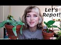 Repot with me | Monstera Peru, Burros tail, & Hoya Rotundiflora