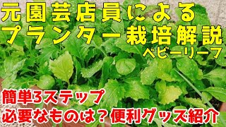 家で育てよう！簡単プランター栽培ベビーリーフ【家庭菜園】3ステップでシンプル解説