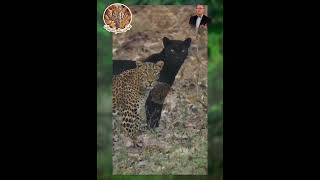 Rare Encounter: Leopard and Black Panther Unveiled in the Wild