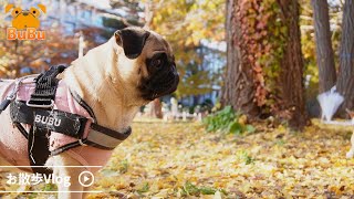 人気のイチョウ並木スポットでお散歩したよ/北海道大学【パグ犬BuBu】