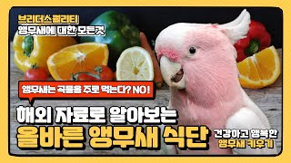 [해외 자료 소개] 올바른 식단 구성으로 앵무새 먹이 알차게 주세요! (곡물,펠렛 모이만 주는건 이제부터 NO!)