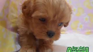 ミックス 犬（Mix）2006050 【ペットショップエンゼル　子犬・子猫販売】