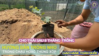 Hướng Dẫn Trồng Nho Trong Chậu Hoặc Thùng Xốp - Nho Giống Ninh Thuận