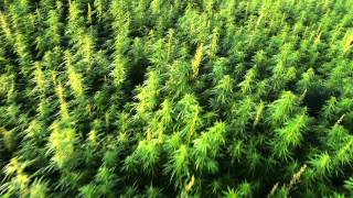 Cannabis Fields