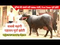 दुनियां की सबसे बड़ी Udder वाली, First Timer मुर्रा झोटी || समुंद्र राणा पाकसमा, रोहतक