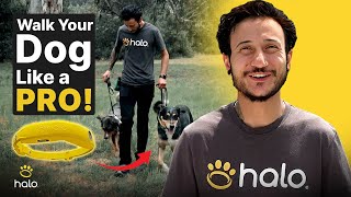 How to WALK Your Dog SAFELY with the Halo Collar App | Training \u0026 Walkthrough