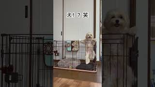 嘘でしょ…#子犬 #dog #cute #puppy #犬#おすすめ #shorts