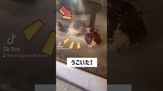 たまごの中で動くうずらのあかちゃん