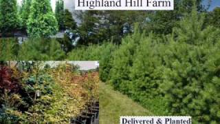 We sell A Large fast Growing Tree      Cryptomeria    Yoshino      Bucks County  Pa