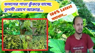 পাতা কুঁকড়ে যাচ্ছে || তুলসী রোগে আক্রান্ত || সমাধান হবেই || krishikaajtv