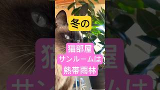 猫とストーブ🐱【ウウナ】さんリクエストありがと