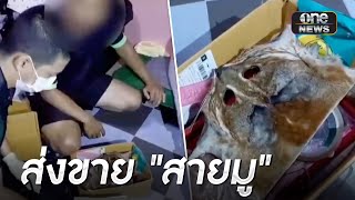 จับผัว-เมีย เปิดเพจลอบค้าซากเสือไฟ | ข่าวเย็นช่องวัน | สำนักข่าววันนิวส์