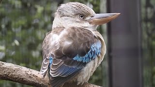 ふくらむ！アオバネワライカワセミ【横浜市立金沢動物園】