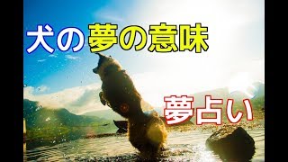 【愛犬のための知識・番外編】犬の夢の意味・夢占い【犬を知る】