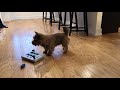 my dog tries a level 3 puzzle norwich terrier life