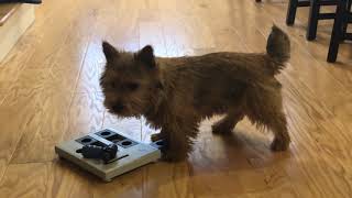 My dog tries a level 3 puzzle [Norwich Terrier Life]