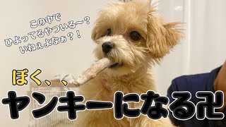 【子犬マルプー】木の棒で遊ばせたらヤンキーに❗️トイプードル×マルチーズ