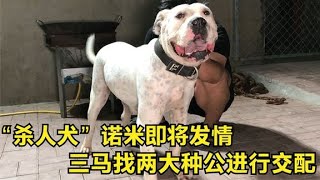 “杀人犬”诺米即将发情，三马找两大种公进行交配，大家看用谁？