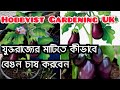 How to Grow Aubergines in a pots | Hobbyist Gardening UK | Planting outside eggplant plants