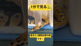 【1分で見る、元気を与えてくれるボールパイソン】#shorts #ballpython