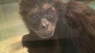 ち、近過ぎるジュン（旭山動物園） - Black-handed spider monkey \