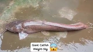 Big, Giant Catfish (5kg)