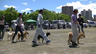 北海道犬協会　旭川本部展覧会　成犬第一牝組　特良１席　日高由姫