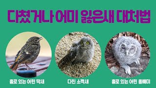 이렇게 해서 어린 새를 살렸습니다/How to save a wounded or motherless baby bird