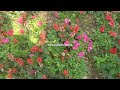 Beautiful Amazing Flower Garden Review in Near My Home Treeleaf Part 07 #TREELEAFVOICE