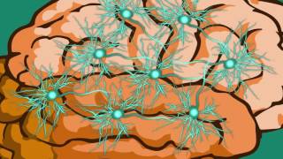 GABA controls synapse formation in the developing brain.