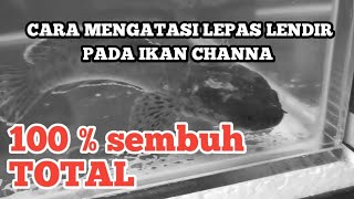 CARA MENGATASI IKAN CHANNA LEPAS LENDIR - SEMBUH DALAM WAKTU SINGKAT!!!