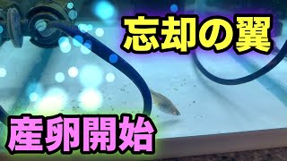 忘却の翼が無事に産卵を開始しました☆