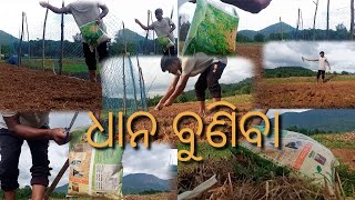 (dhana buniba )ଆସ ଧାନ ଚାଷ କରିବା // #Binodvlogs #vlogs#MC13seeds #farmers