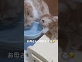 スコティッシュフォールドの子猫 お母さんの真似してる😄 スコティッシュフォールド 子猫