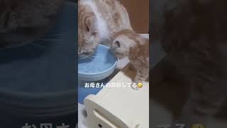 スコティッシュフォールドの子猫 お母さんの真似してる😄#スコティッシュフォールド #子猫