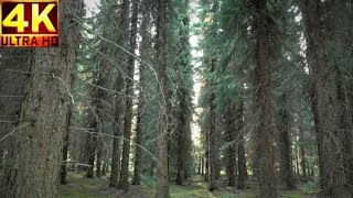 FINLAND Punkaharju wood species park exploration forest with summertime soundscapes