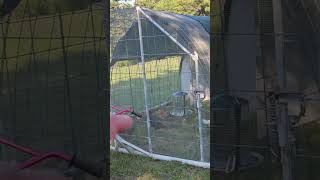 This is the PERFECT Chicken House | Let Your Chickens Ride in Style | DIY Chicken Tractor