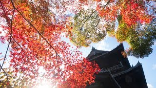 京都の紅葉名所：秋色に染まる古都を巡る | nippon.com