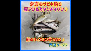 夕方のサビキ釣りで豆アジ\u0026カタクチイワシ！ fishingmax芦屋店