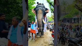 തൃക്കടവൂർ ശിവരാജു || തൂത പൂരം 2024 || #trending #viral #2024 #shorts #pooram #kerala #new #bgm