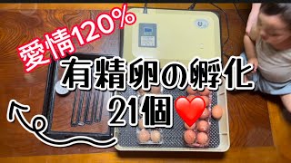 有精卵を孵卵器に！孵化日数21日