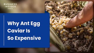 Why Ant Egg Caviar Is So Expensive | So Expensive Food