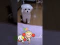 【超小型犬動画】あとをついてくる小さなラテ♥　 マルチーズ　 ポメラニアン　 トイプードル　 ヨークシャテリア　 ミックス犬　 dog　 mix　 マルポメ　 ヨープー　 dog like baby