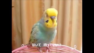 おしゃべりインコポポの　「安心してください　はいてますよ」