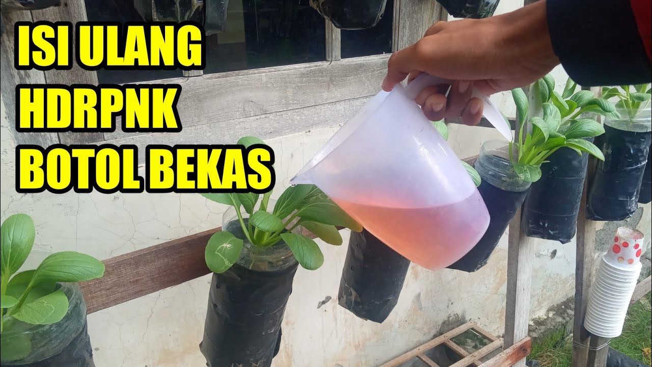 Cara Menambahkan Nutrisi Pada Tanaman HIDROPONIK .botol Aqua Bekas ...