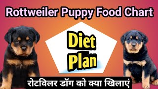 rottweiler puppy food chart plan रोटवीलर puppy ko kya khilaye / rottweiler puppy diet